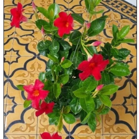 อมรเบิกฟ้าสีแดง,(.Rose dipladenia.)139บ