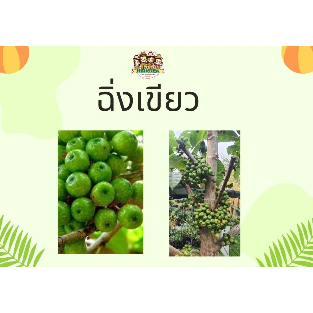 ฉิ่งเขียว / มะเดื่อฉิ่ง (กิ่งตอน) ทานผล เป็นผักแนม