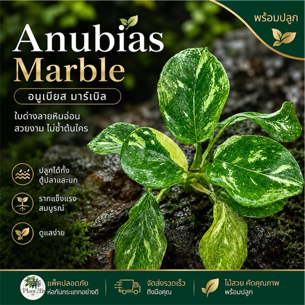 Anubias Marble ( Classic Japan ) อนูเบียสด่าง ลายน่าสะสม
