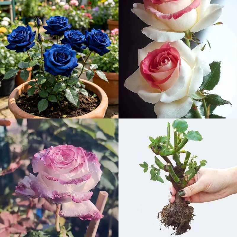 【สินค้าพร้อมส่ง】กุหลาบรากเก่า กลิ่นหอมเข้มข้น อัตราการรอดชีวิตสูง ออกดอกดกมาก เหมาะสมกับสภาพอากาศของไทย