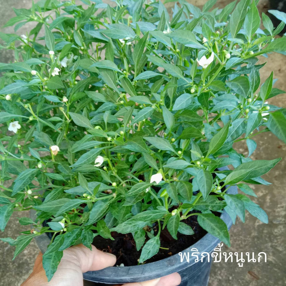 พริกขี้หนูนกขนดกระถาง8นิ้ว ส่งพร้อมติดลูกเก็บกินได้เลย