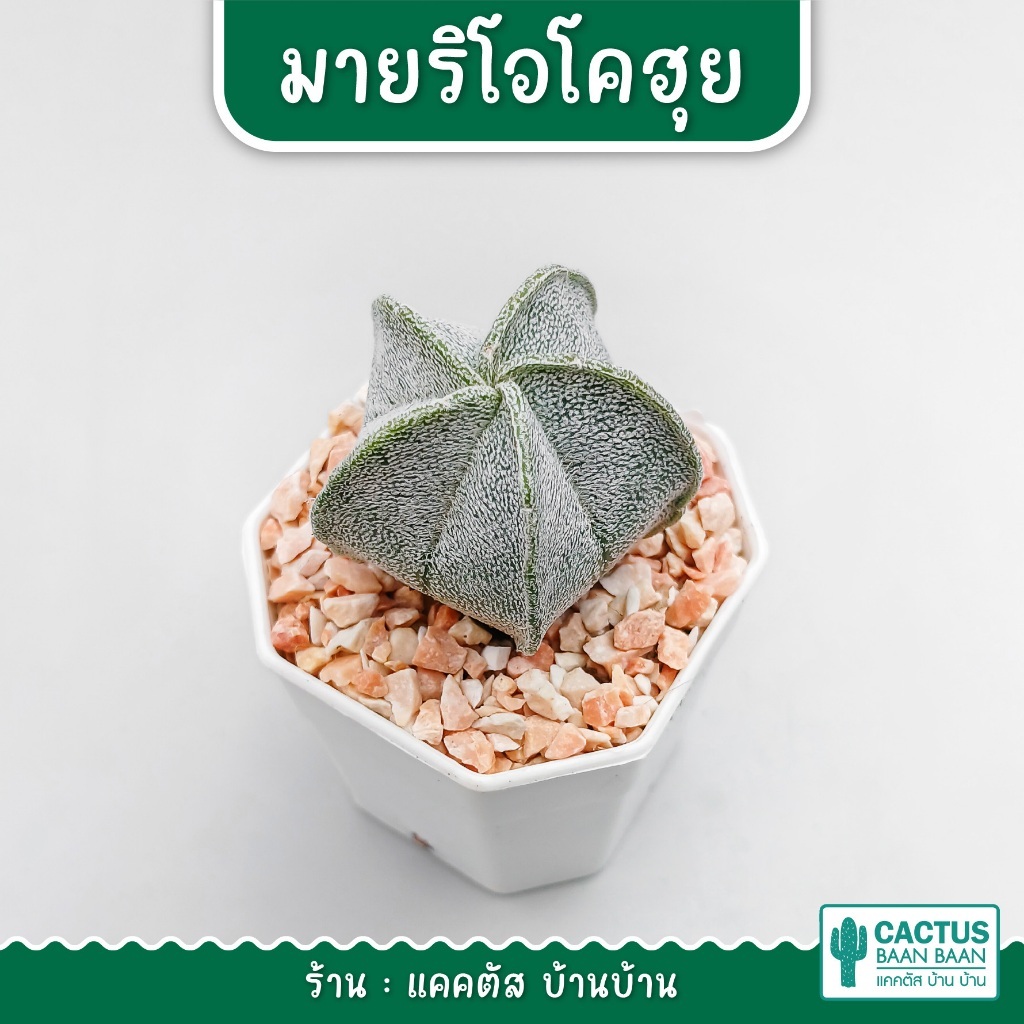 มายริโอ โคฮุย Astrophytum coahuilense กระถาง 2 นิ้ว [จัดส่งแบบทั้งกระถาง] พร้อมส่ง!!!