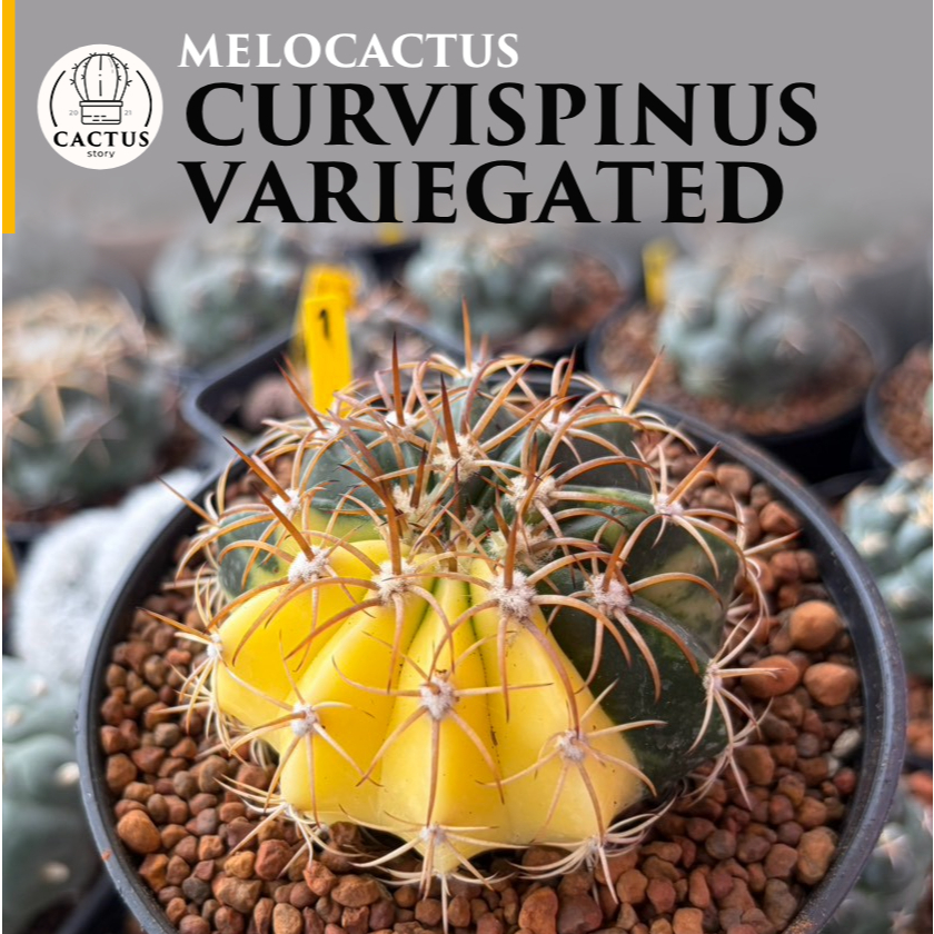 Melocactus curvispinus variegated เมโลแคคตัสด่าง กระถาง 3 นิ้ว