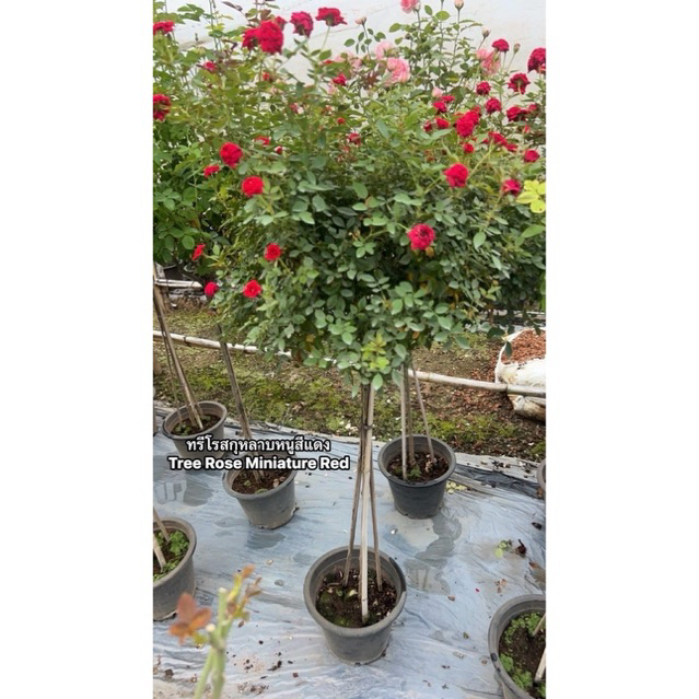 กุหลาบ-ทรีโรสกุหลาบหนูสีแดง Tree Rose Miniature Red พุ่มเตี้ย สีแดง ดอกเล็กดอกเต็มต้น บานทนให้ดอกเก่งเลี้ยงง่าย