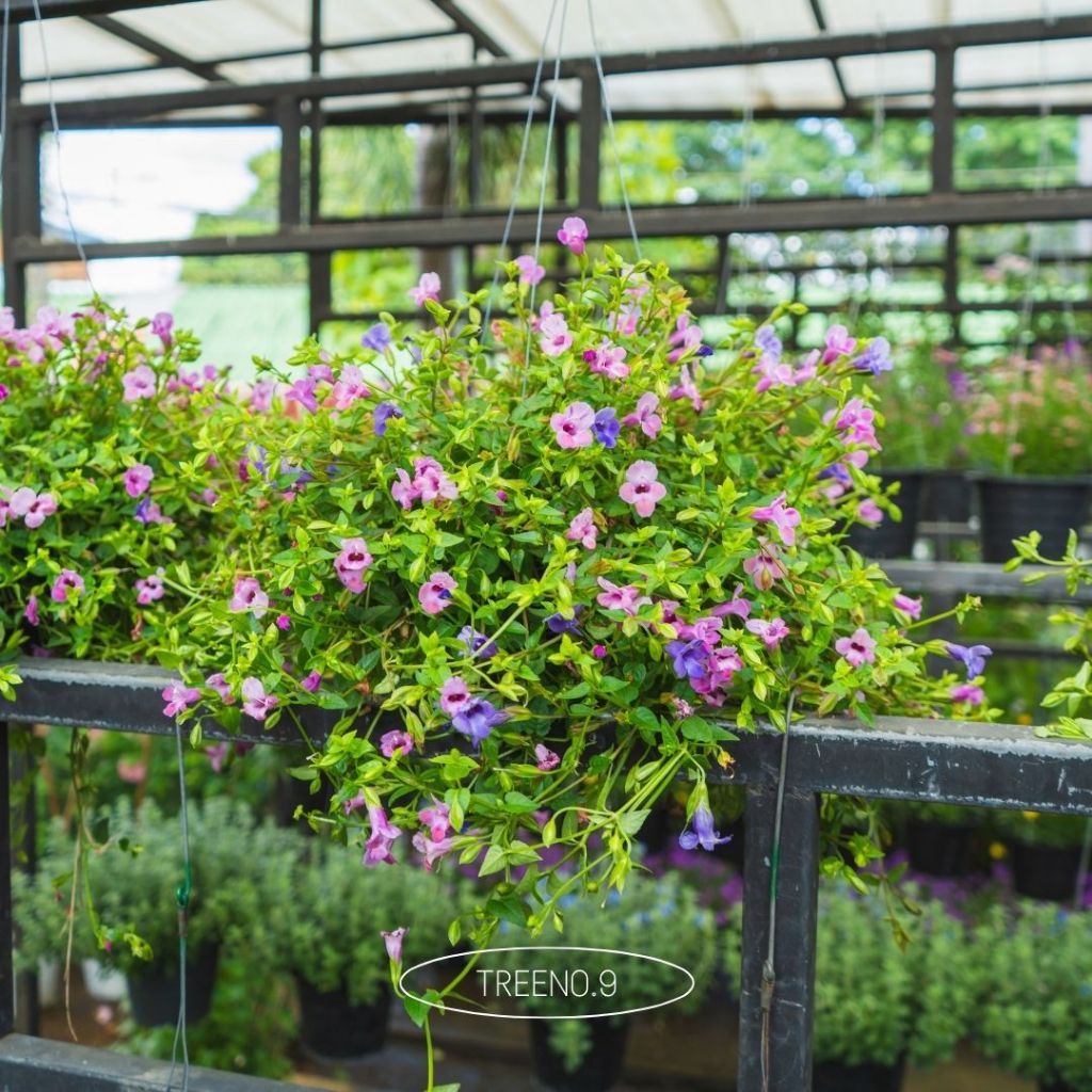 T502 รวม แววมยุรา มีให้เลือกหลายแบบ (torenia) กระถาง 8 นิ้ว