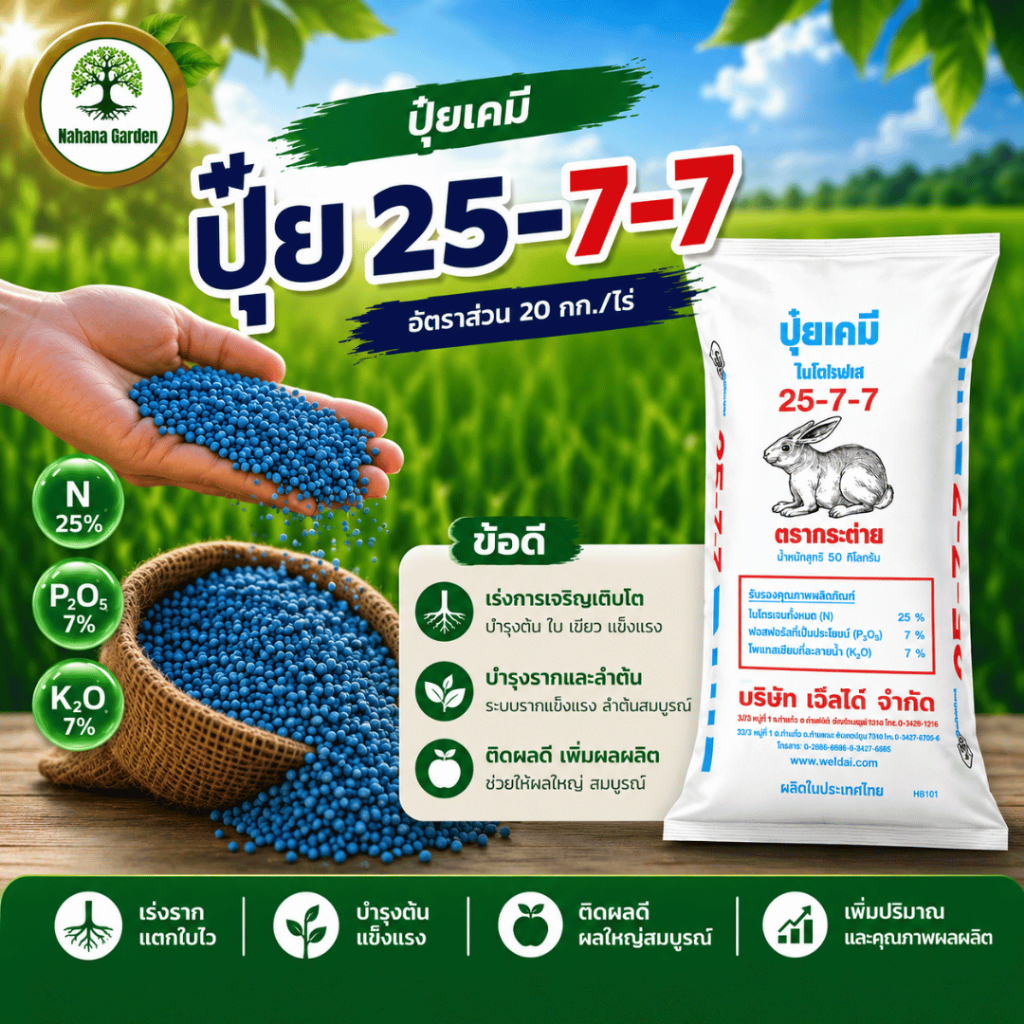 [สูตรเร่งโต ใบเขียวเข้ม] ปุ๋ย 25-7-7 ไนโตรเจนสูง เร่งแตกยอด แตกใบไว สังเคราะห์แสงดี ฟื้นฟูต้นโทรม พืชโตไว