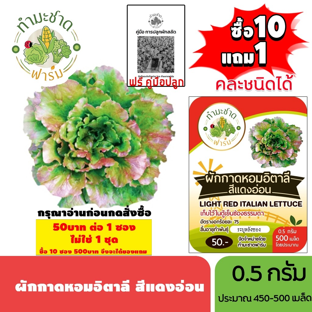 [1ซอง] ทำมะชาดฟาร์ม (ซื้อ10แถม1) เมล็ดพันธุ์ ผักกาดหอมอิตาลี สีแดงอ่อน  ขนาด0.5กรัม ประมาณ500เมล็ด LIGHT RED ITALIAN LET