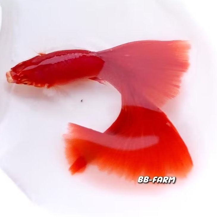 ปลาหางนกยูงเกรด Albino Full Red 1คู่ สายพันธุ์กระโดงสวย | อัลบิโน่ฟลูเรด |  ปลาสวยงาม
