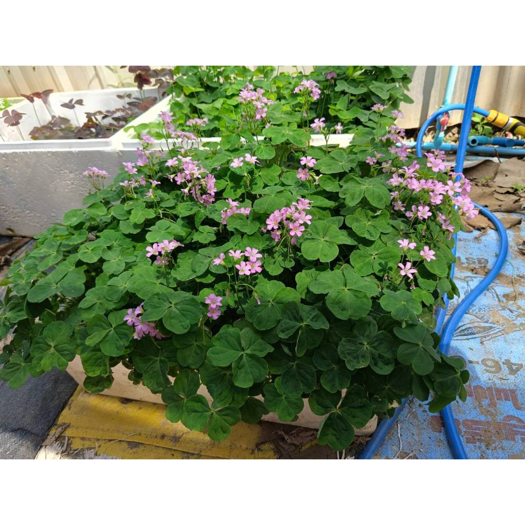Oxalis corymbosa DC. แว่นดอยสีเขียว ช่อดอกสีชมพู