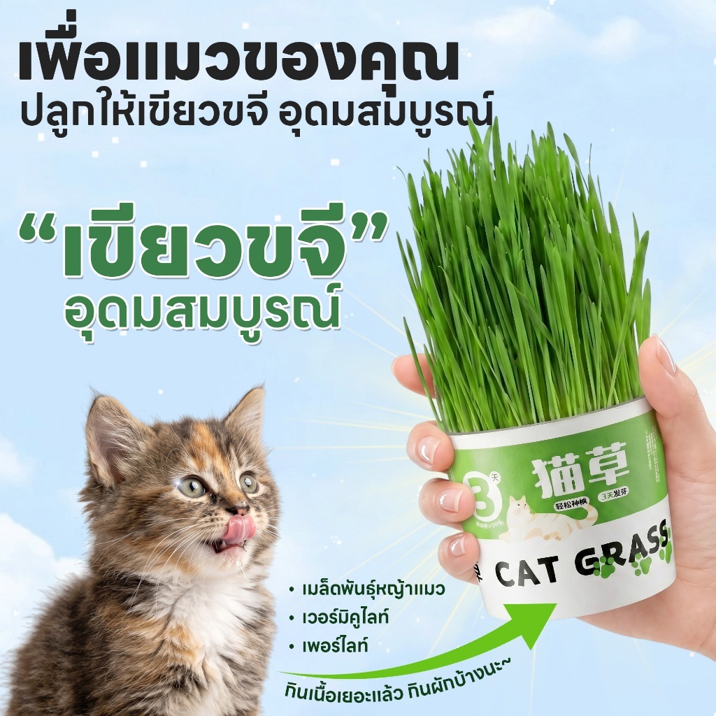 yoyopet : หญ้าแมว ชุดปลูกข้าวสาลี ชุดหญ้าออร์แกนิคพร้อมปลูก วิตามินแมว สำหรับหมา,แมว,หนู,กระต่ายฯลฯ รูปที่ 5