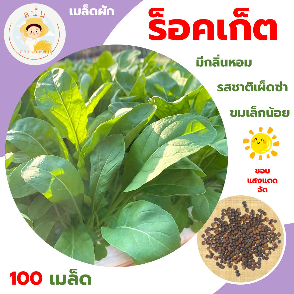 ร็อคเก็ต (Arugula Rocket) เมล็ดผัก ผักร็อคเก็ต มีกลิ่นหอมเฉพาะตัว รสชาติเผ็ดซ่า ขนาด 100 เมล็ด