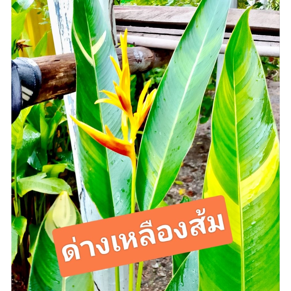 เฮลิโคเนีย (Heliconia)สุดคุ้ม💥ปักษาสวรรค์🌈เบิร์ดส้มดอกใหญ่🌈(2หน่อ=33)ไม้แดด💯/ไม้ทำรั้ว💯/ทนแล้ง💯