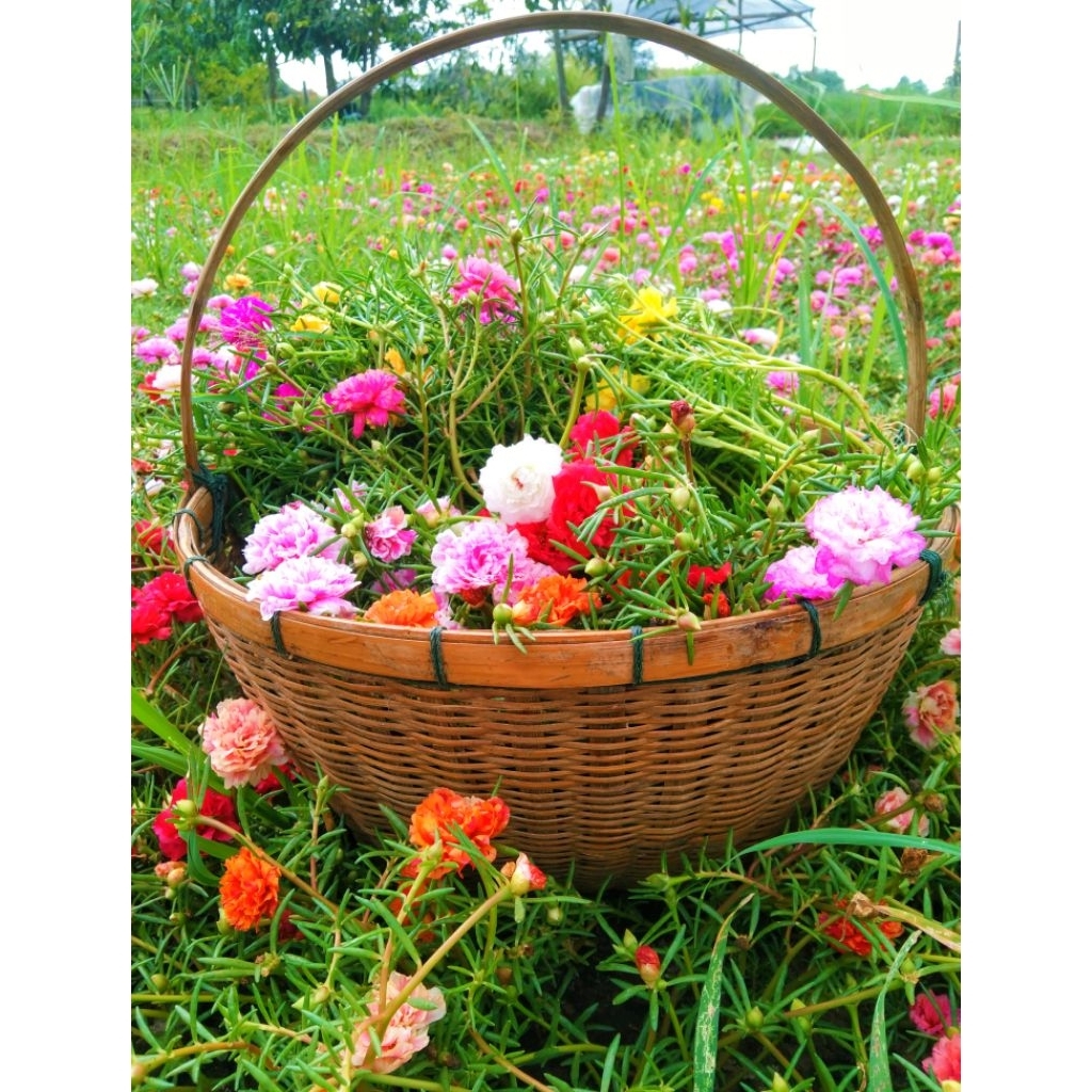 เเพรเซี่ยงไฮ้ 100กรัม เเบบคละสี เก็บสดๆให้ทุกวัน สีสวยงาม ปลูกประดับบ้าน รับประกันความสดและสวยค่ะ ตัดกิ่งอวบยาวสีสวยงาม