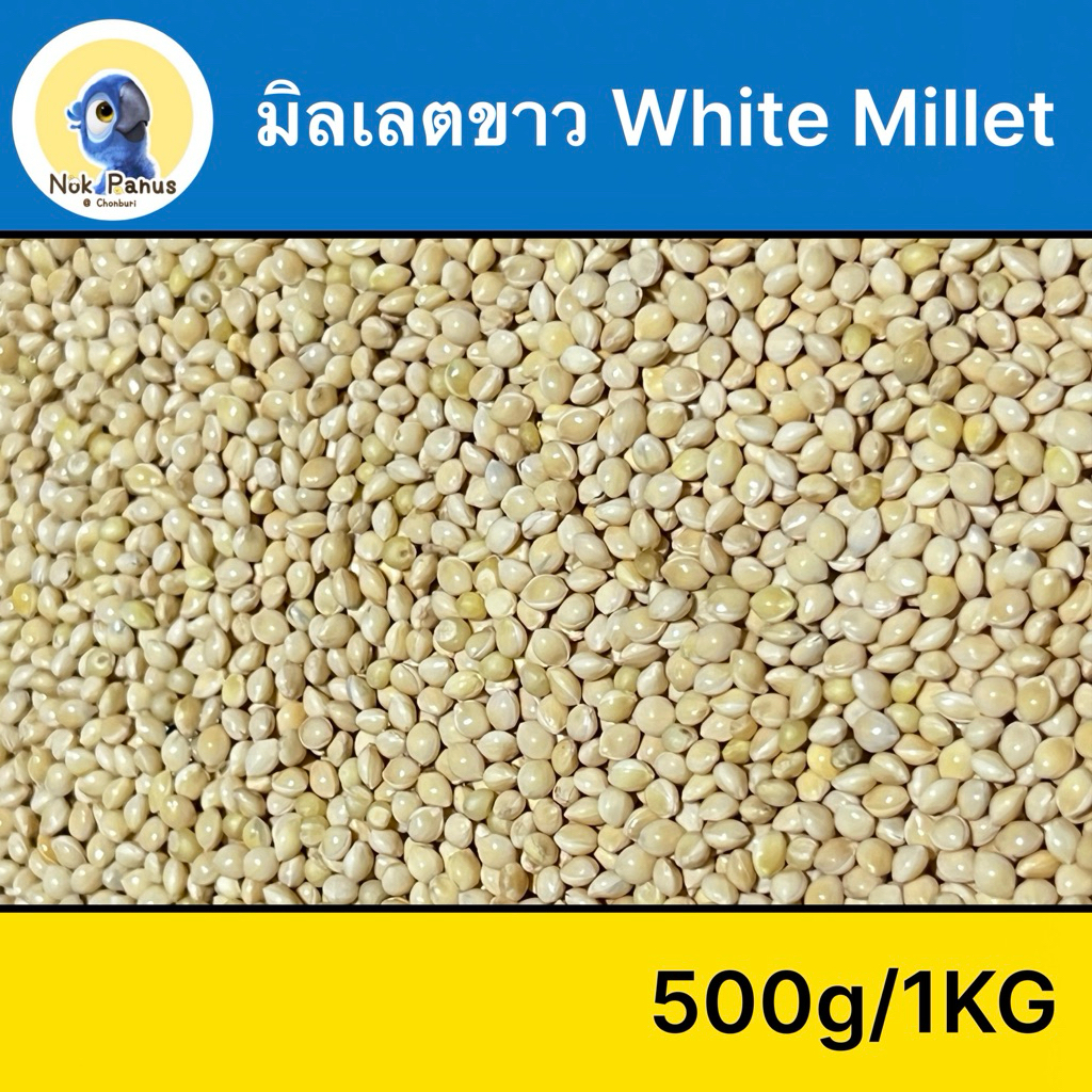 มิตเลตขาว A อาหารนกแก้วขนาดเล็ก นกเขา (white millet)มีเส้นใยแร่ธาตุ วิตามินที่จำเป็น ไขมันต่ำ