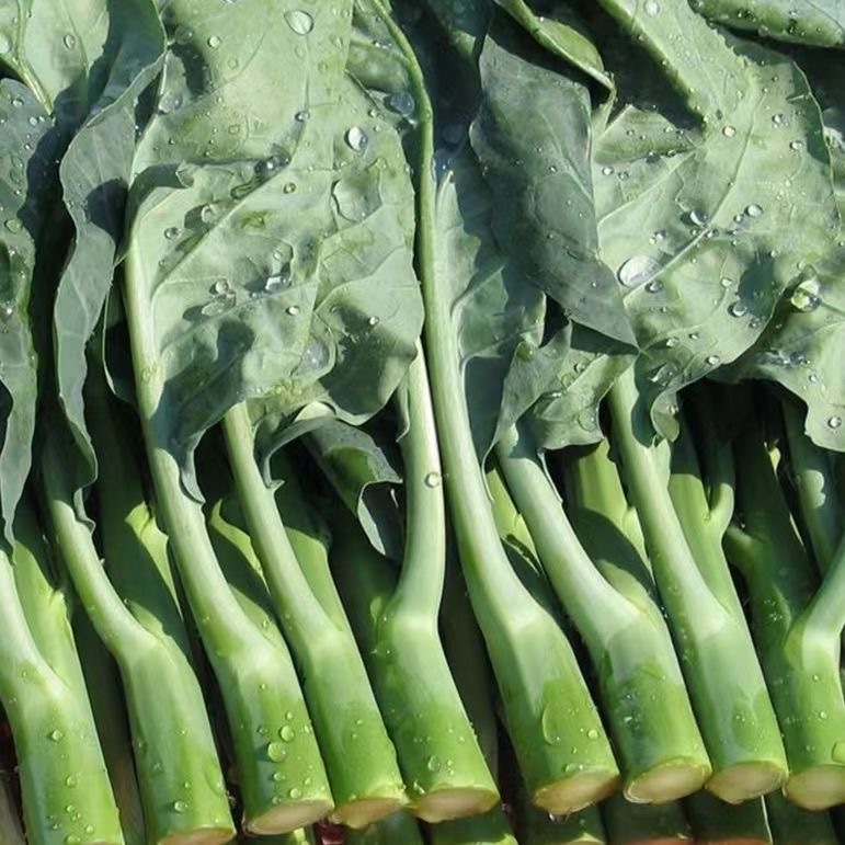 CHINESE BROCCOLI / KALE (1,250 seeds) - Kailaan / Chinese Kale