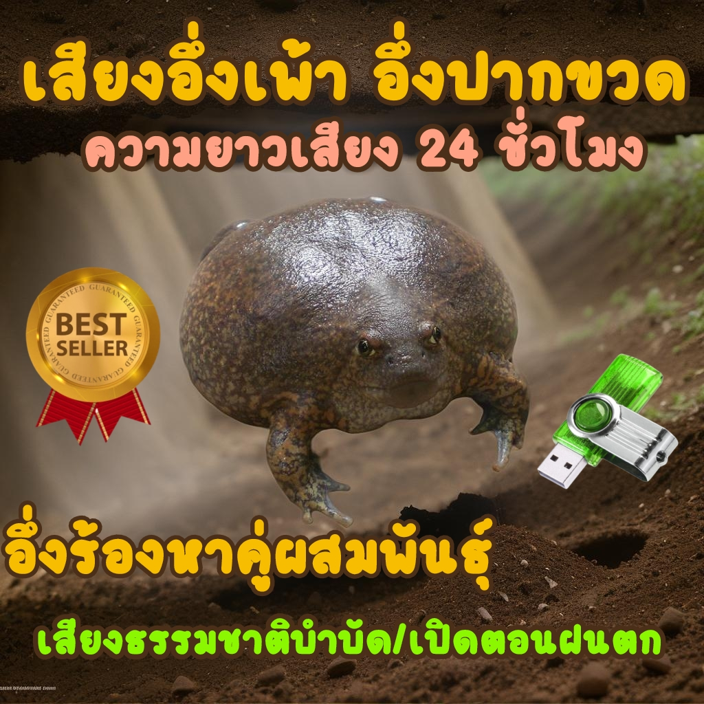 เสียงอึ่งเพ้า อึ่งปากขวด อึ่งร้องหาคู่ผสมพันธ์ุ 24 ชั่วโมง USBแฟลชไดร์ฟเสียงต่อกบ เสียงชัดเสียงดี
