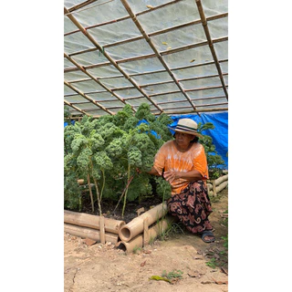 เมล็ดพันธุ์ผักเคล ชุดทดลองปลูก 10 สายพันธุ์ เมล็ดพันธุ์แท้นำเข้า อัตรางอกสูง ซื้อ 10 แถม 2 [บ้านฉันปลูกเคล]