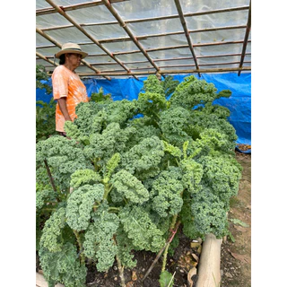 เมล็ดพันธุ์ผักเคล ชุดทดลองปลูก 10 สายพันธุ์ เมล็ดพันธุ์แท้นำเข้า อัตรางอกสูง ซื้อ 10 แถม 2 [บ้านฉันปลูกเคล]