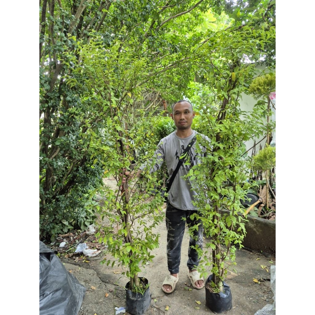 ต้นโมกพวง 150 c.m. ขึ้นไป 1 ต้น