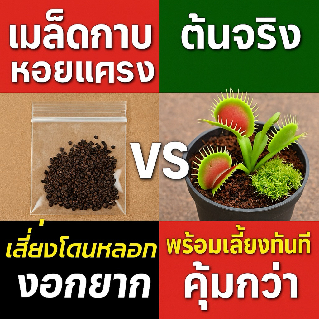 ต้นจริง กาบหอยแครง พร้อมคู่มือ ปลอดภัย ไม่ใช่เมล็ดปลอม 100%