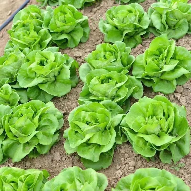 Romaine Lettuce Seed 600 Seeds Rapid Leafy Lettuce Seed for Sale Lettuce Vegetable Seeds for Vegetab