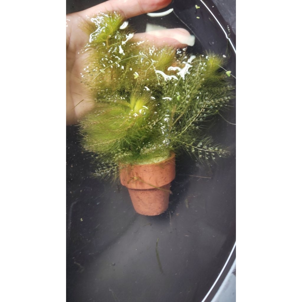 🌿✨ สาหร่ายข้าวเหนียว – ดอกไม้กินแมลงสุดแปลก ✨🌿