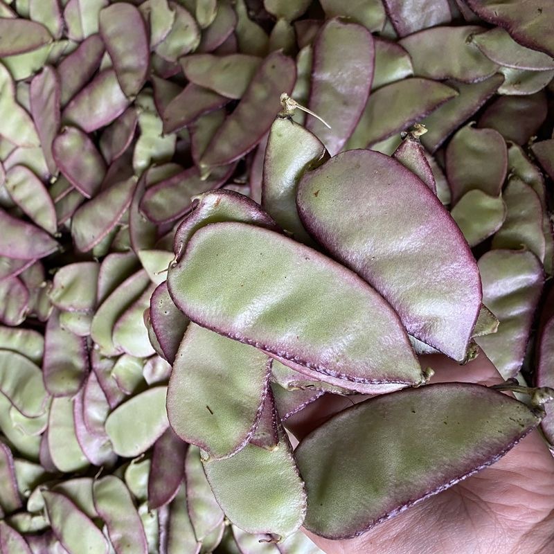 Batao Seeds - Vegetable Seeds BATAO SEEDS - (5 seeds)  Batao Seeds/High germination rate/Easy to gro