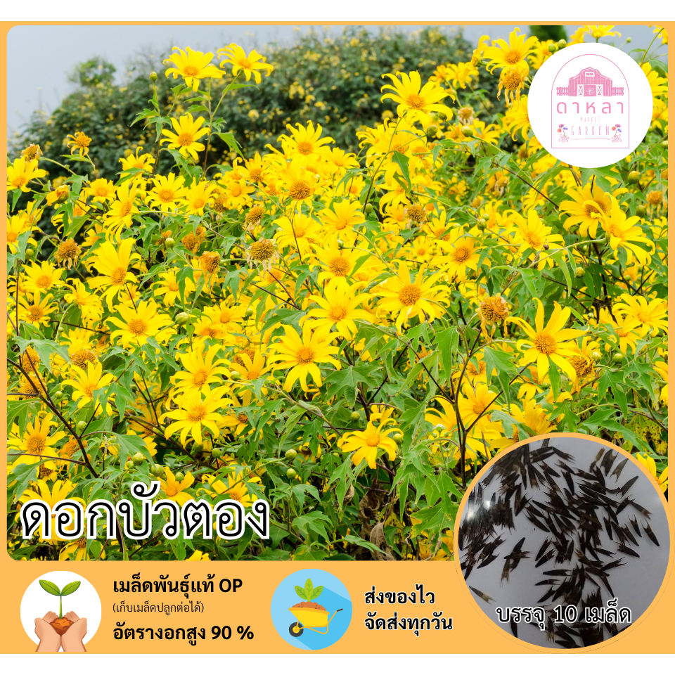 เมล็ดพันธุ์ดอกบัวตอง 10 เมล็ด