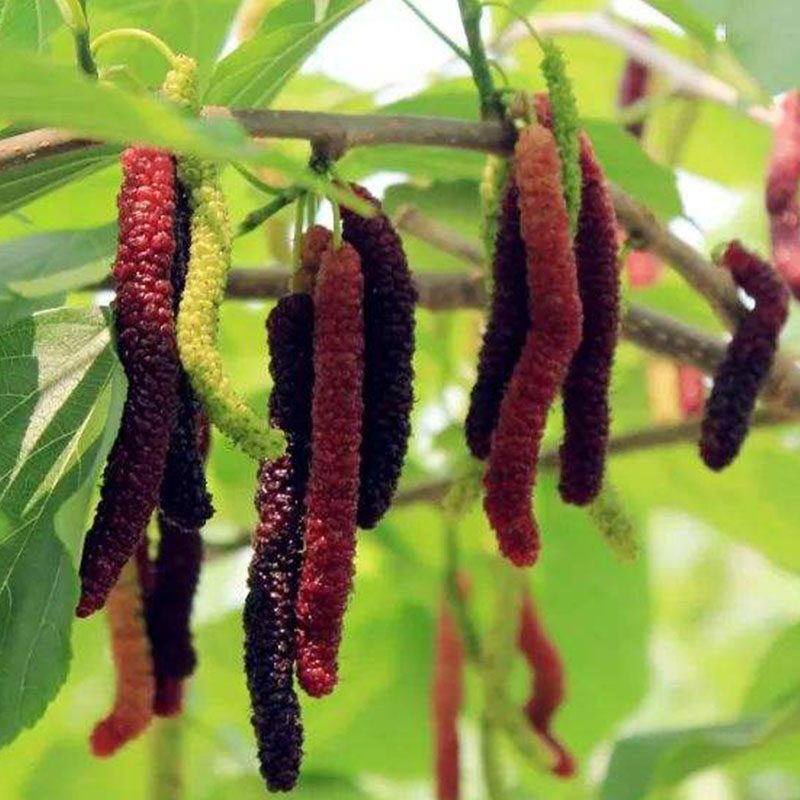 100Seeds/pack Good Quality Dwarf Mulberry Seeds for Planting Sweet Fruits Seeds Bonsai Fruit Tree Seeds