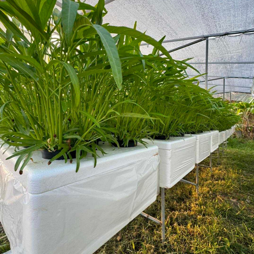 ถุงคลุมกล่อง เกรด A ขนาดกล่องกุ้ง คุณภาพดี ทนทาน ทำความสะอาดง่าย ใช้ซ้ำได้หลายรอบ (1 แพ็คมี 30-32 ใบ) - เกษตรกรรมยั่งยืน - รูปที่ 7