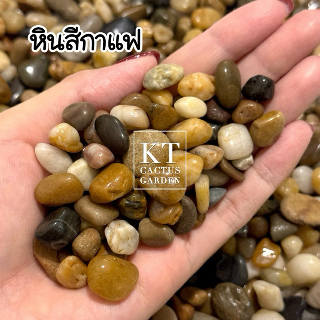 หินสีกาแฟ หินธรรมชาติ รองพื้นตู้ปลา แต่งตู้ปลา/ตู้ไม้น้ำ/โหลปลากัด