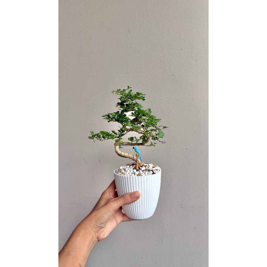 กระถางขาว บอนไซมะสัง พร้อมของตกแต่ง