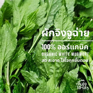 จัดส่งไว⚡️ ขวดใหญ่ 1,000 Ml. น้ำจิงจูฉ่าย สกัดเย็น 100% ออร์แกนิค (Cold-Pressed Organic White Mugwort Juice) ชื่นใจเฮ้าส