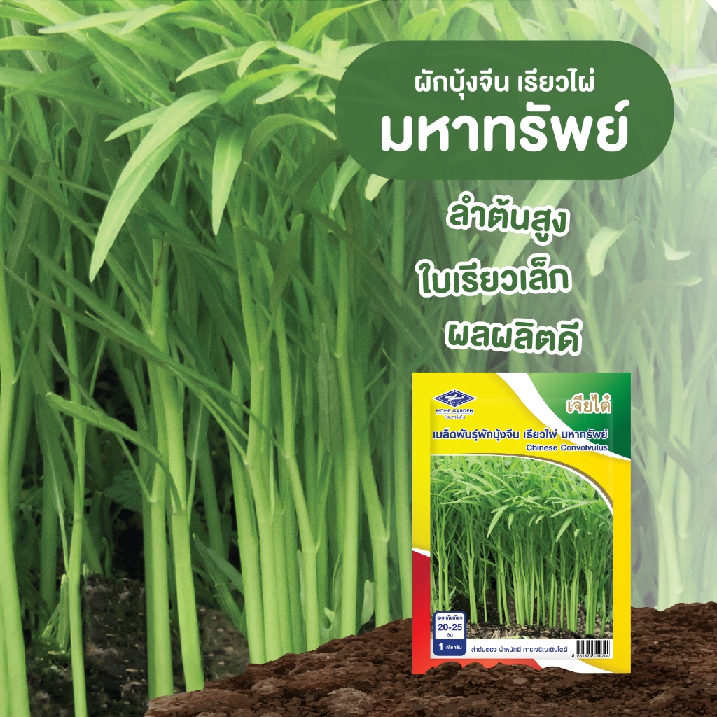 ผักบุ้ง มหาทรัพย์ ผักบุ้งใบไผ่ 1 กิโลกรัม