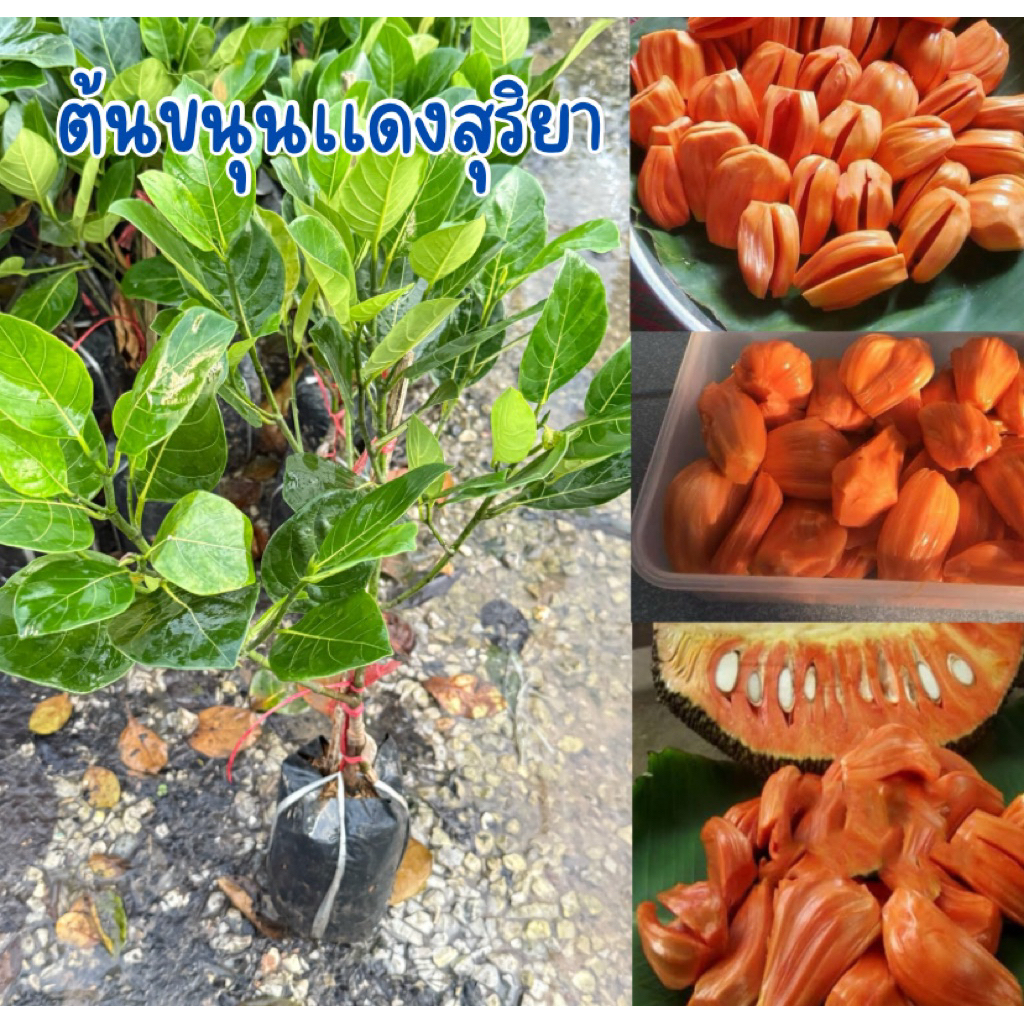 ต้นขนุนเเดงสุริยา เนื้อหวานกรอบ สูง50เซนครับ พร้อมส่งครับ