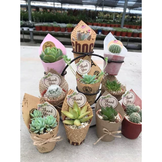แคตตัส,กุหลาบหิน,ของขวัญ ของที่ระลึก ของชำร่วยขนาดน่ารัก