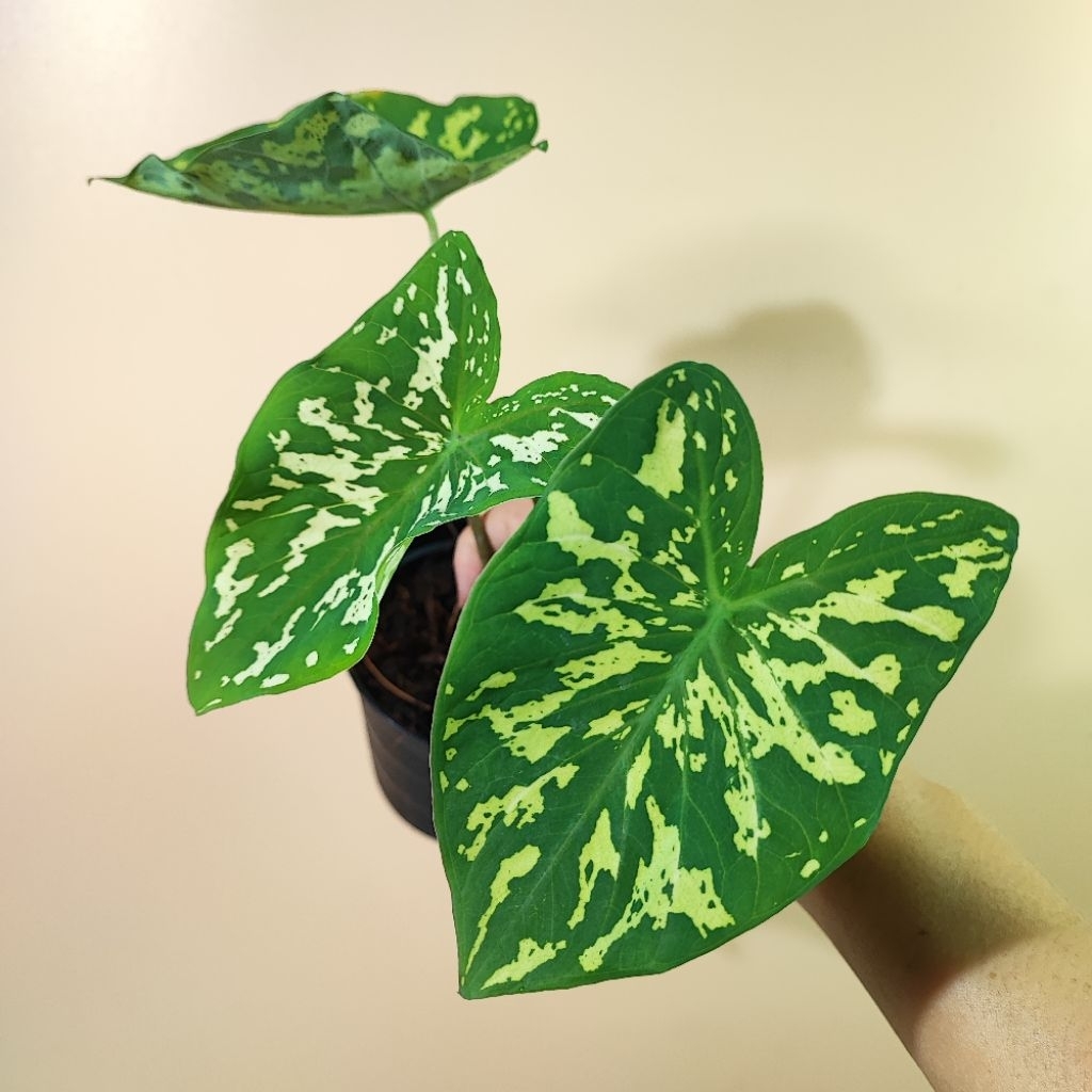 บอนสี เสือพราน ระบบรากแข็งแรง Caladium Hilo Beauty บอนเสือพราน บอนสีเสือพราน เสือพราน