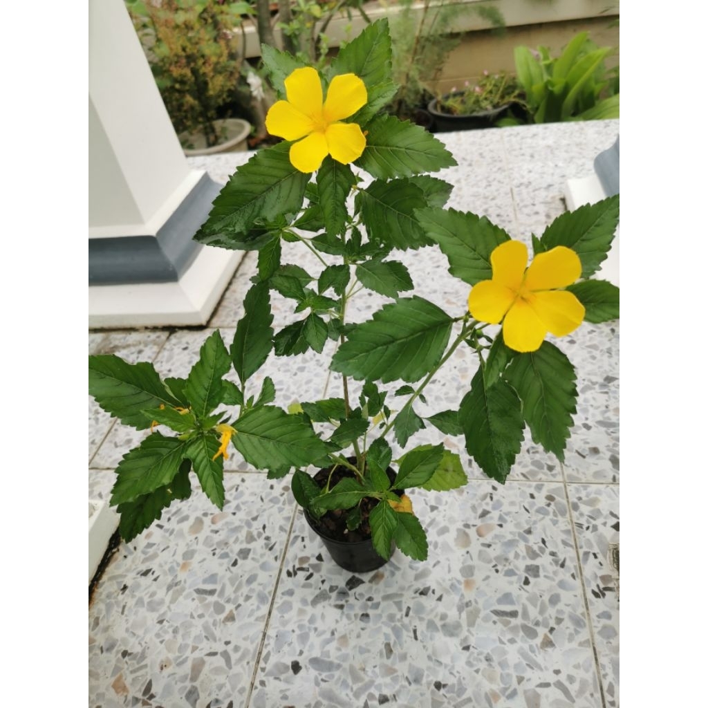 ต้นบานเช้า​ ไม้ดอก​ไม้ประดับ​อายุหลายปี​ - รูปที่ 5