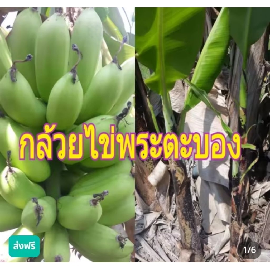 หน่อกล้วยไข่พระตะบอง กล้วยไข่ญี่ปุ่นพันธุ์แท้ 100%