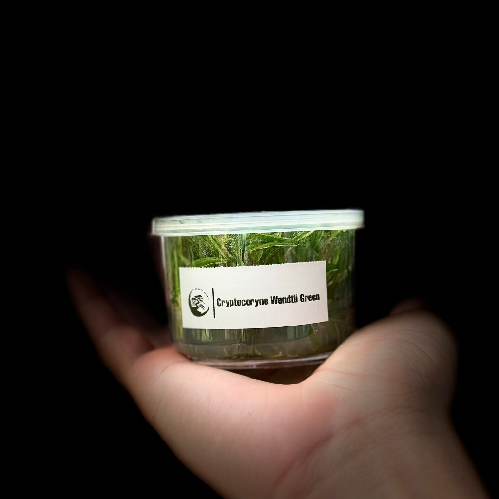 [ APC ] ไม้เนื้อเยื่อ Cryptocoryne Wendtii Green คริปเขียว