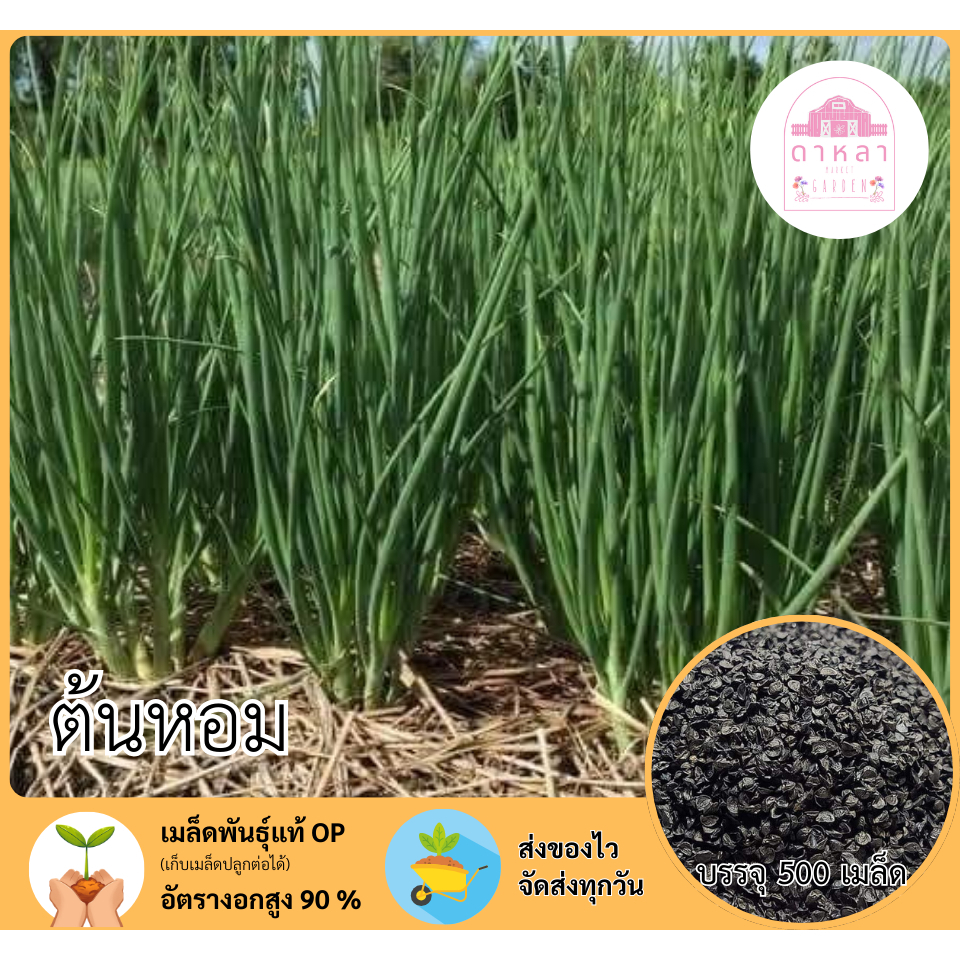 เมล็ดต้นหอม 500 เมล็ด
