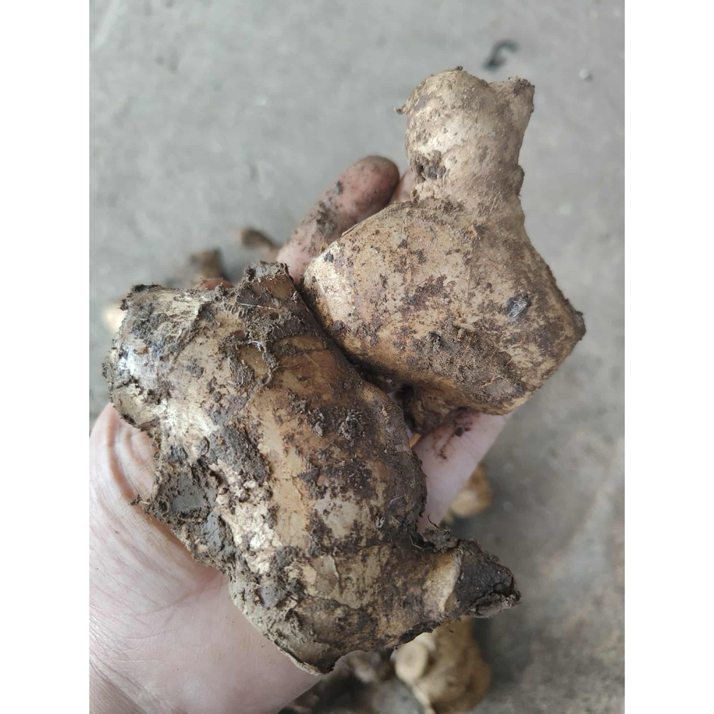 ขิงแก่ดิน แม่ขิงดิน สดจากสวน ปริมาณ 900 กรัมหรือ 1 กิโลกรัม จ้า