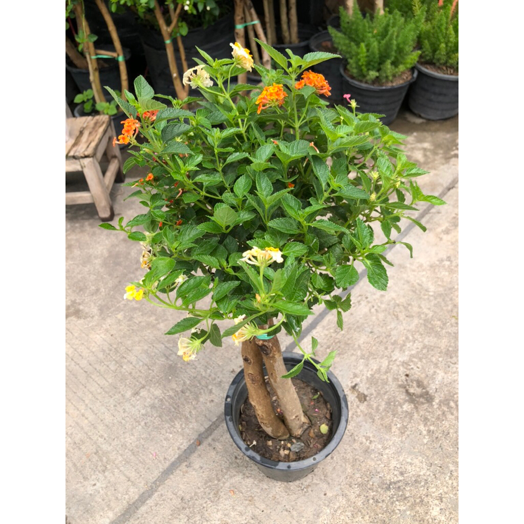 ผกากรอง Lantana camara พุ่มสูงประมาณ 60 - 70 เซ็นติเมตร เติบโตได้ถึง 120 ซม. ดอกมีหลายสีในช่อดอกเดียวกัน