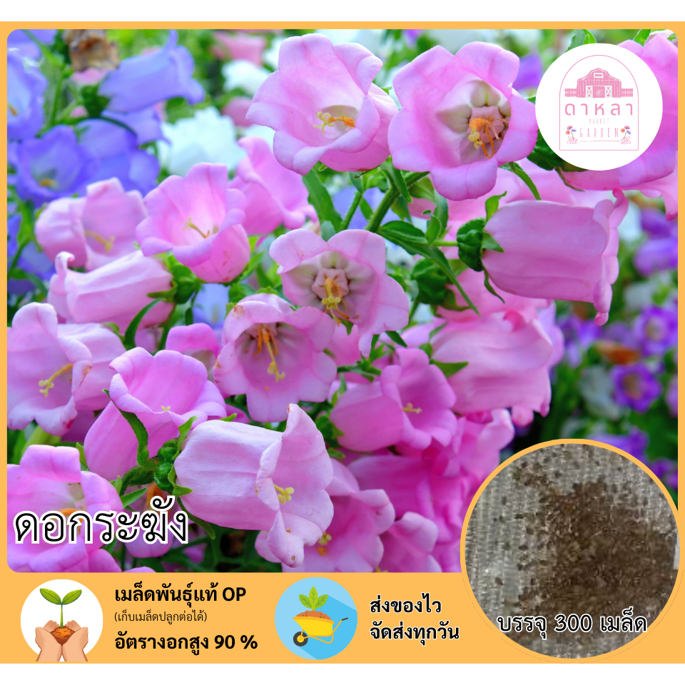 ดอกระฆังคละสี 300 เมล็ด