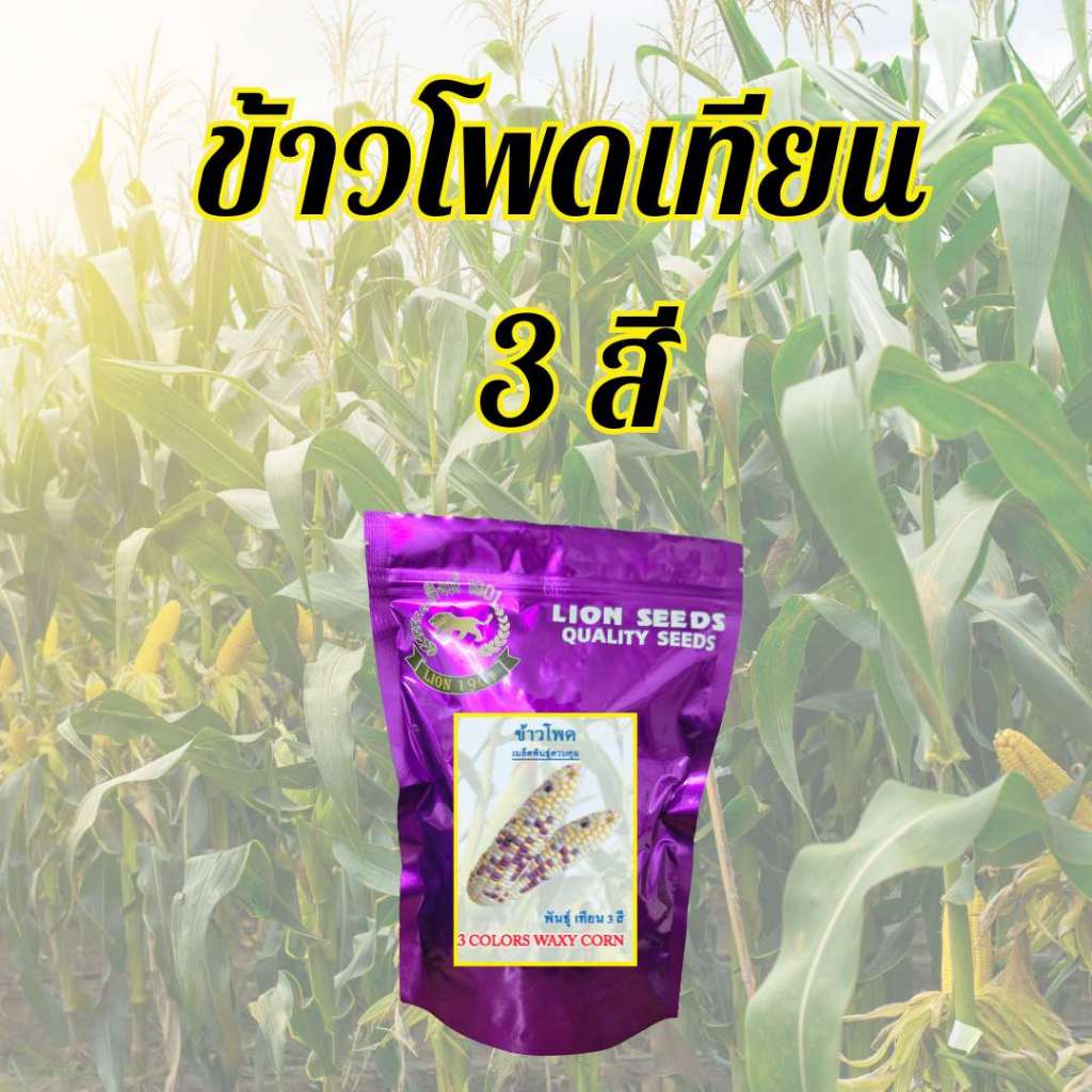 ข้าวโพดเทียน 3 สี 3colors waxy corn ถุง 1 kg.