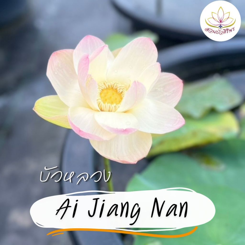 บัวหลวง Ai Jiang Nan "อ้าย เจียง หนาน"