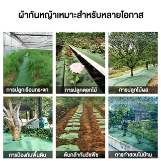 Daily Gold พลาสติกคลุมวัชพืช ผ้าคลุมหญ้า 2x50 1x100 2x10 3x10 กำจัดหญ้า พลาสติกคลุมดิน ผ้าคลุมดิน