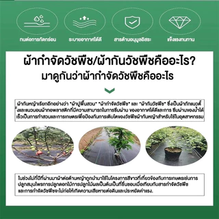 Daily Gold พลาสติกคลุมวัชพืช ผ้าคลุมหญ้า 2x50 1x100 2x10 3x10 กำจัดหญ้า พลาสติกคลุมดิน ผ้าคลุมดิน