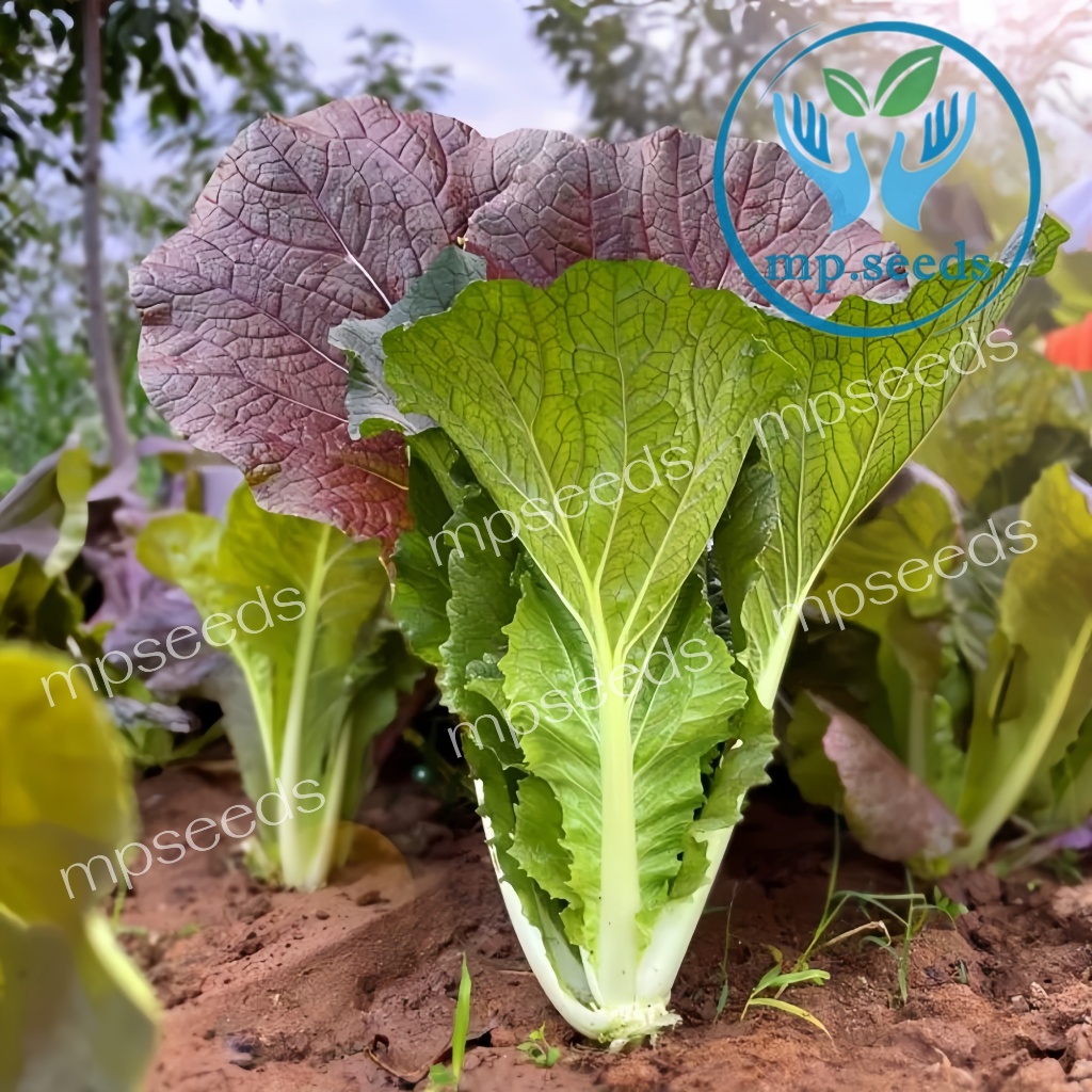 เมล็ดพันธุ์ ผักกาดขาวม่วง ใบไม่ห่อ 2.5 กรัม Purple Pak Choy