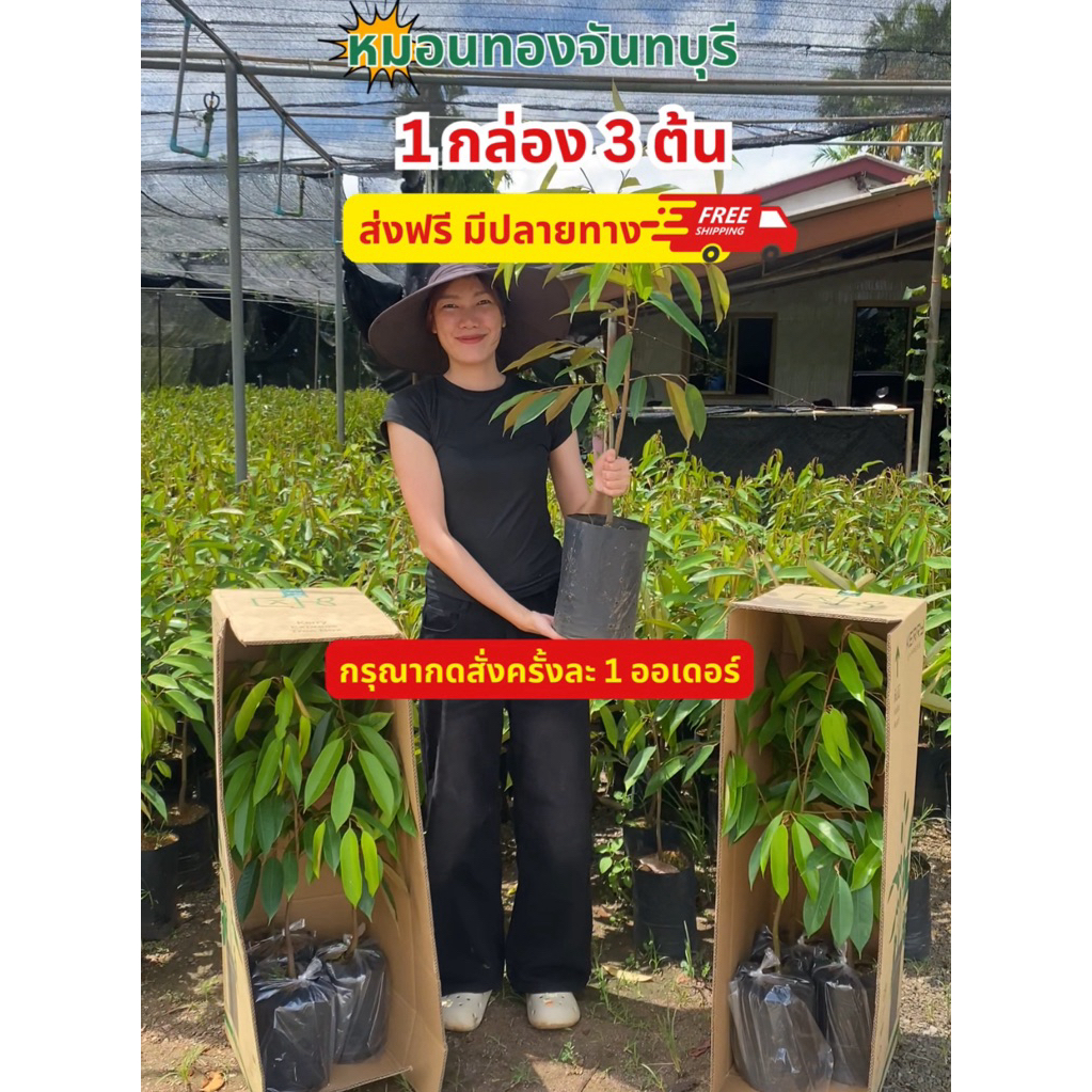 ต้นทุเรียนหมอนทอง กิ่งกระโดง ถุงเบอร์10 สูง 1.2 เมตร (3ต้น) ส่งตรงจากแปลงเพาะพันธุ์ จันทบุรี